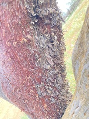 Acacia grasbyi