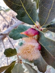 Andricus crystallinus