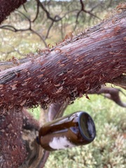 Acacia grasbyi