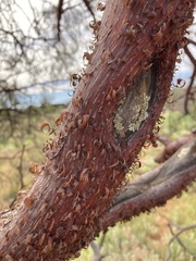 Acacia grasbyi