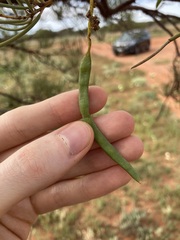 Acacia grasbyi