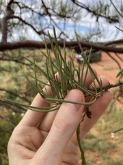 Acacia grasbyi