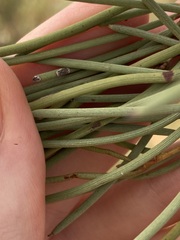 Acacia grasbyi