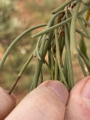 Acacia grasbyi