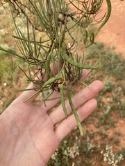 Acacia grasbyi