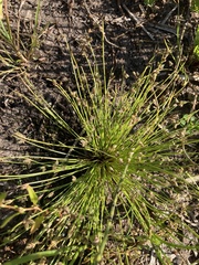 Isolepis setacea