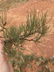 Acacia grasbyi
