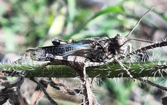 Oedipoda caerulescens