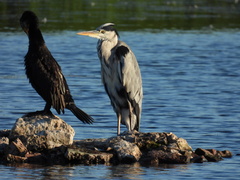 Ardea cinerea
