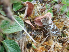 Gazoryctra uralensis