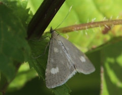 Udea alpinalis