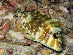 Lethrinus lentjan