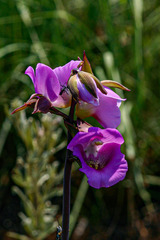 Eulophia cucullata image