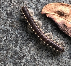 Chondromorpha xanthotricha