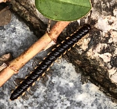 Chondromorpha xanthotricha