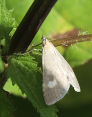Udea alpinalis