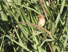Emberiza schoeniclus