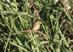 Emberiza schoeniclus