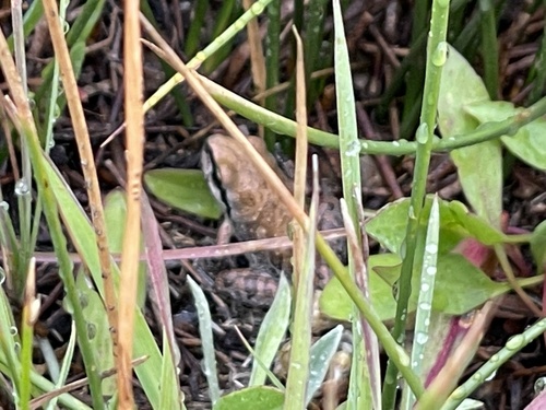 iNaturalist observation photo of Pacific chorus frog