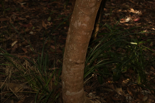 Image of Acronychia imperforata by (c) Greg Tasney, some rights reserved (CC BY-SA)