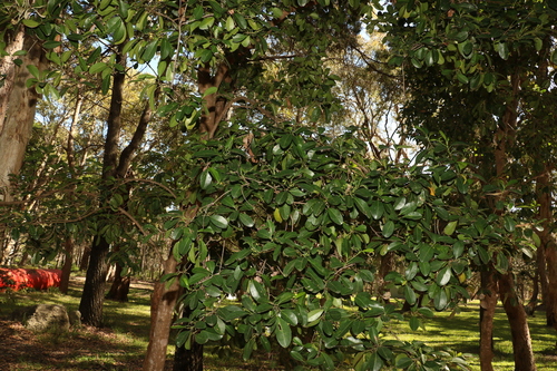 Image of Acronychia imperforata by (c) Greg Tasney, some rights reserved (CC BY-SA)