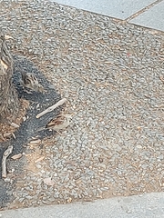 Passer domesticus
