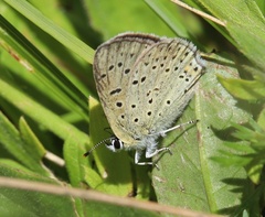 Lycaena tityrus