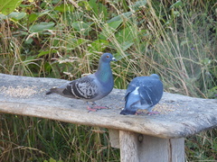 Columba livia domestica