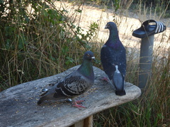 Columba livia domestica