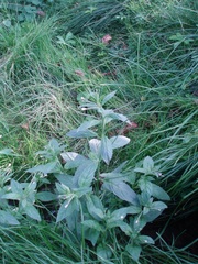 Epilobium roseum