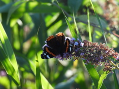Vanessa atalanta