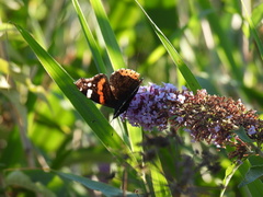 Vanessa atalanta