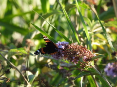 Vanessa atalanta
