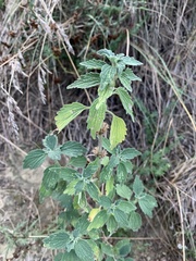 Marrubium peregrinum