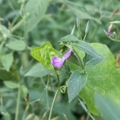 Dicliptera paniculata