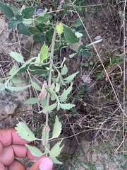 Marrubium peregrinum