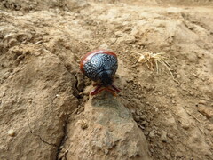 Sternocera chrysis