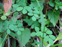 Astragalus nokoensis