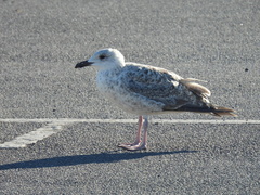 Larus marinus