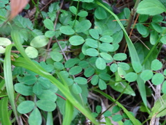 Astragalus nokoensis