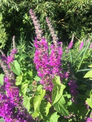Lythrum salicaria