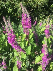 Lythrum salicaria