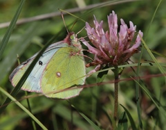 Colias phicomone