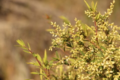 Leucopogon pimeleoides