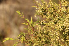 Leucopogon pimeleoides