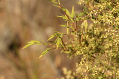 Leucopogon pimeleoides