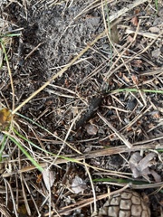 Hirudo medicinalis