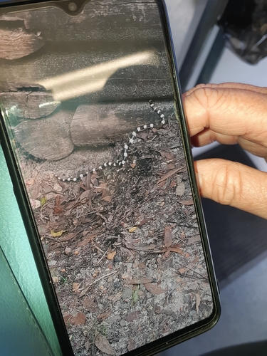 Eastern Bandy Bandy sighting