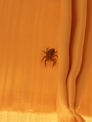 Plexippus