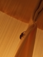 Plexippus